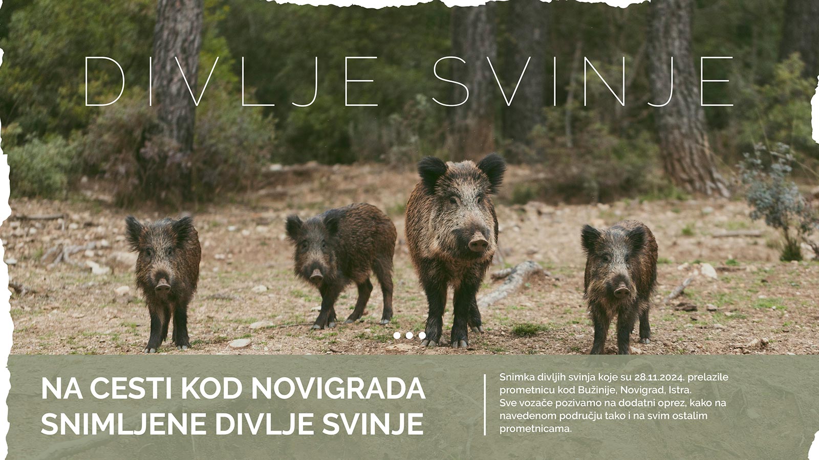 Na cesti kod Novigrada snimljene divlje svinje